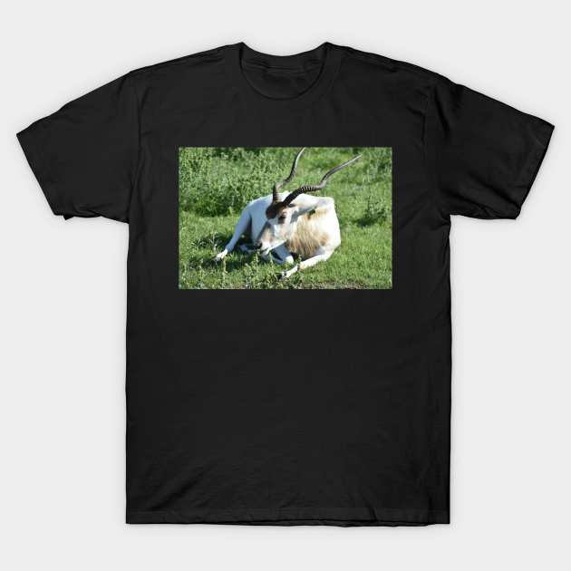 Addax T-Shirt by MarieDarcy